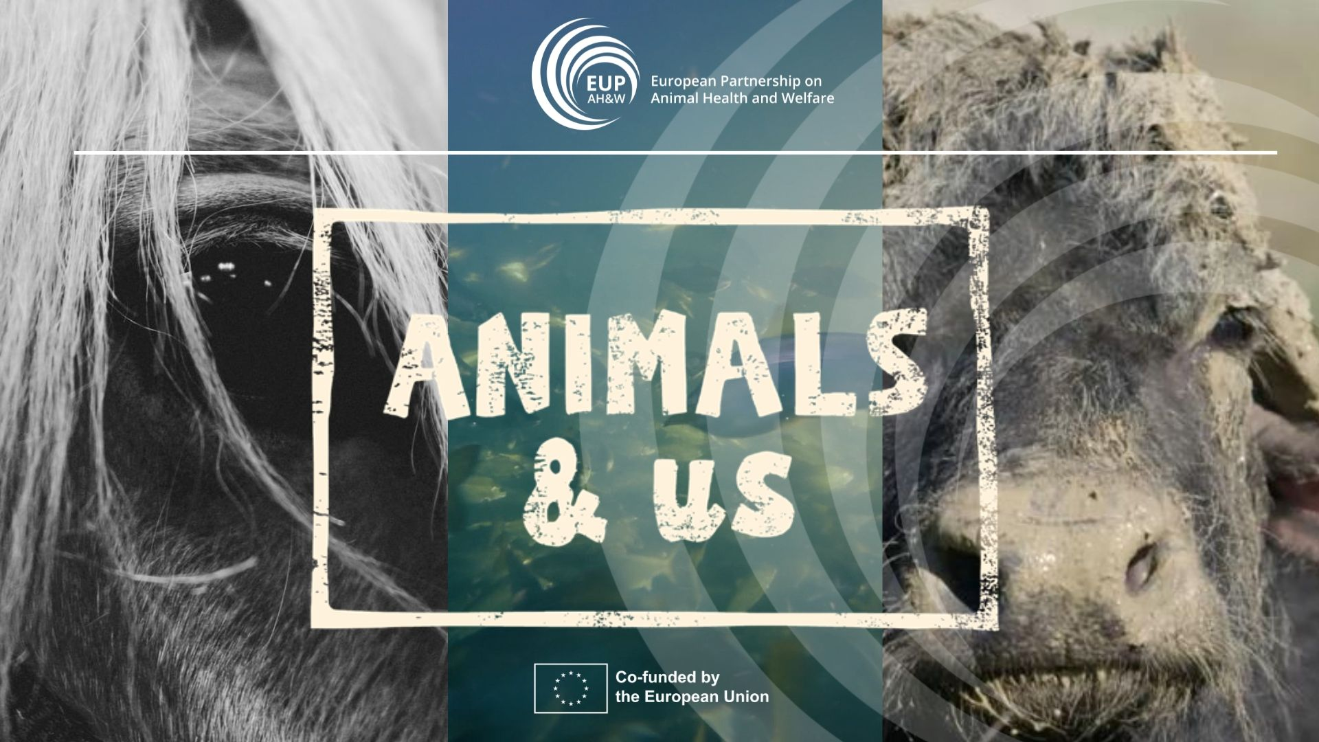 Animals & Us series: three films for the EUP AH&W 